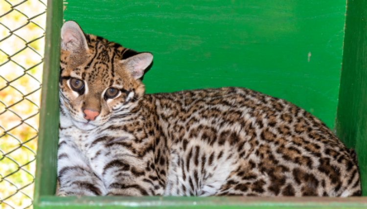 Itaipu e parceiros devolvem jaguatirica a natureza