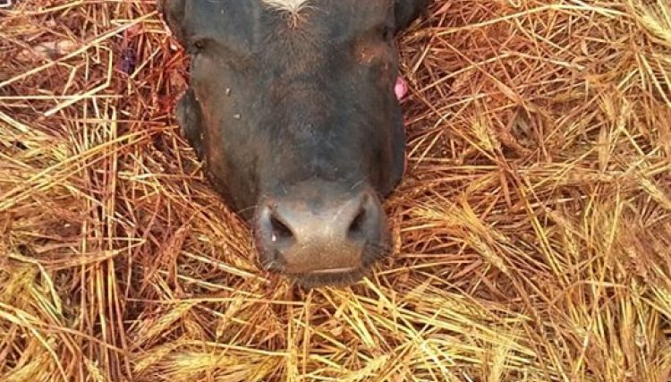 Produtor rural tem animal furtado e abatido em Cafelândia 