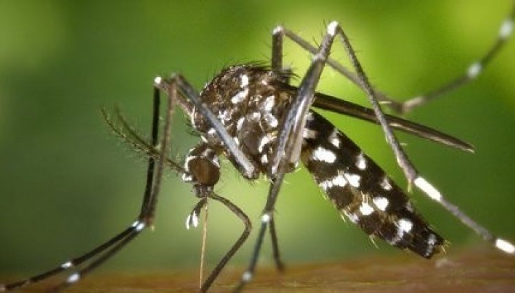 Criança de 7 anos morre com suspeita de dengue hemorrágica 