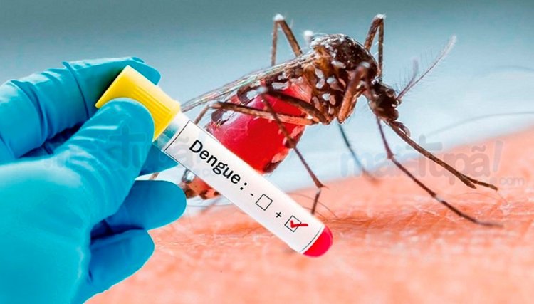Paraná confirma aumento dos casos e mortes por dengue 