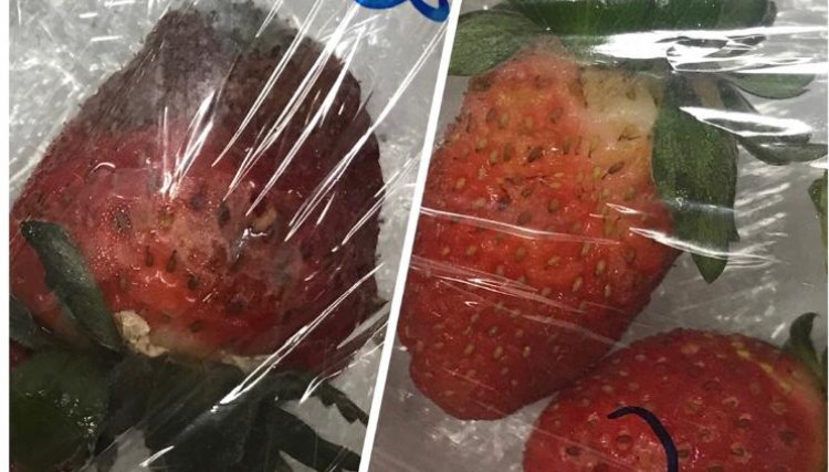 Estudante da PUCPR cria película para aumentar vida útil de frutas 
