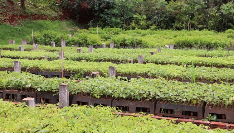 Viveiro de Cafelândia oferece mudas de árvores