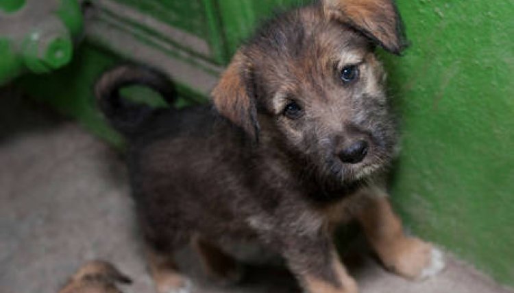 Prisão para quem matar cães e gatos é aprovado pela Câmara