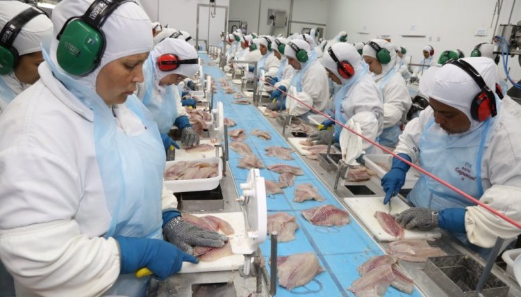 Após 10 anos, Abatedouro de Peixes da Copacol é o maior em volume de abate da América do Sul