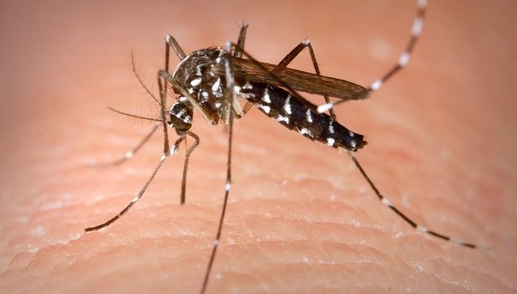 5 casos de morte com Dengue são registrados no Paraná