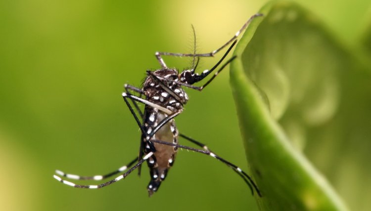 Boletim da dengue registra mais cinco mortes e 8,6 mil novos casos
