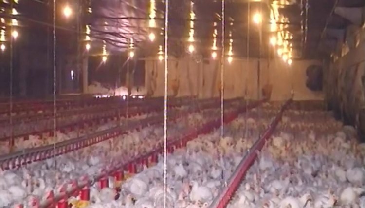 7 mil frangos morrem após falha no sistema de ventilação automática