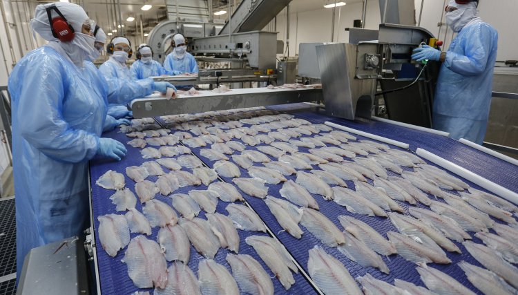 Exportação de tilápia da Copacol é destaque no Paraná 