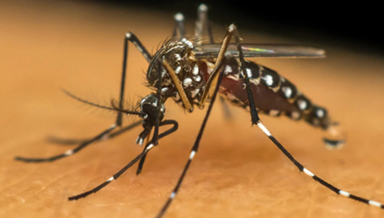 Já são meio milhão de casos prováveis de dengue e 75 mortes confirmadas neste ano