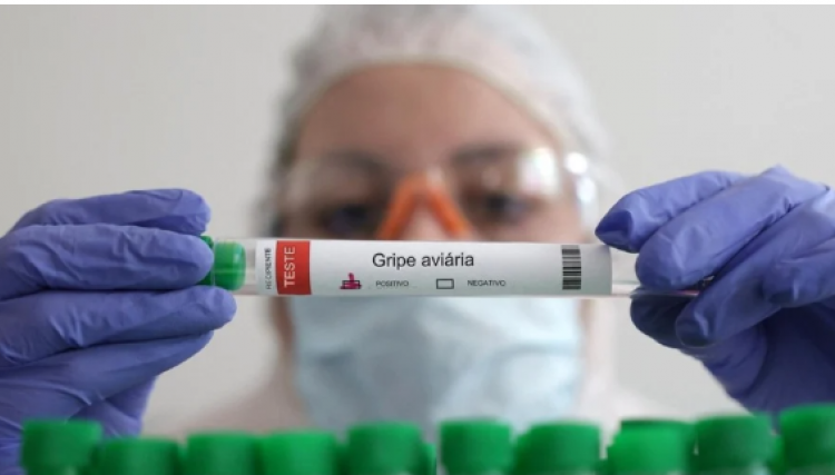 OMS vê baixo risco de transmissão entre humanos após a China relatar caso combinado de gripe aviária