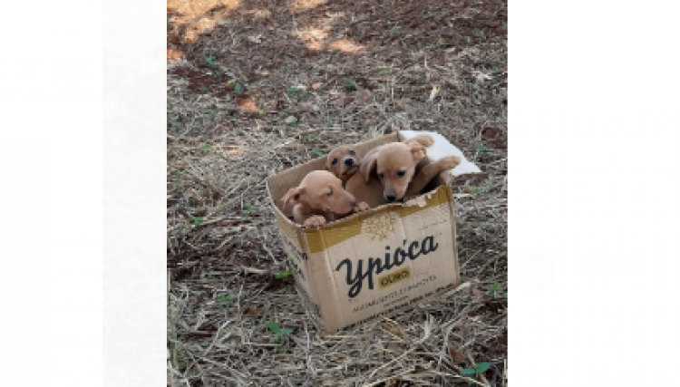 Filhotes de cachorro são abandonados em área rural próximo a cidade de Cafelândia