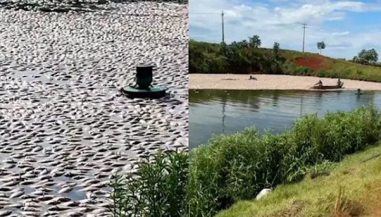 Produtor perde 75 toneladas de tilápia após falha elétrica em Nova Aurora