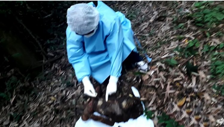 Saúde alerta para circulação do vírus da febre amarela após mortes de 299 macacos