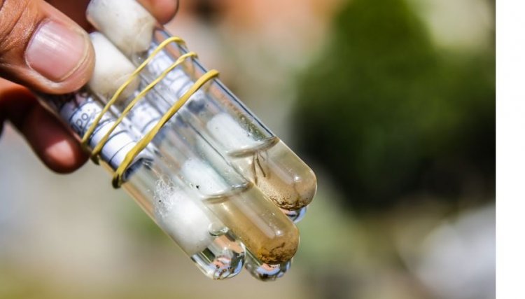 PR finaliza 12 meses de monitoramento da dengue com 227.724 casos e 177 mortes