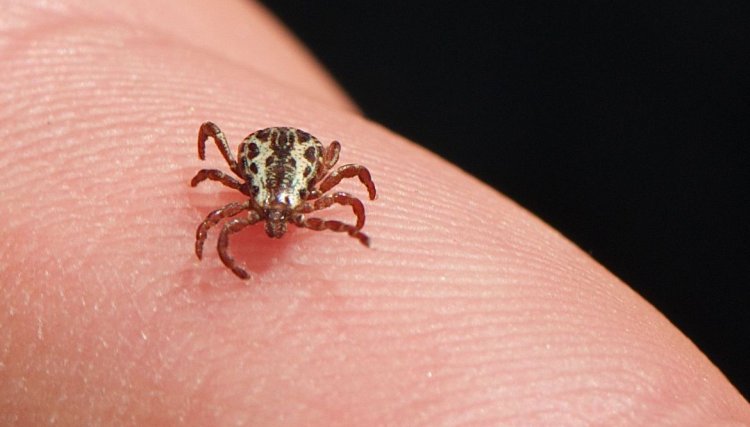 Brasil já registra mais de 2 mil casos e 703 mortes por Febre maculosa
