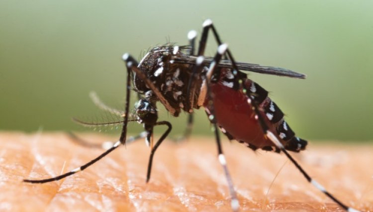 Caso de Zica em gestante no PR alerta para o controle dos focos de dengue na região