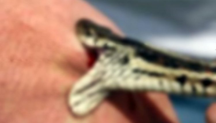 Homem morre após ser picado por cobra Cascavel