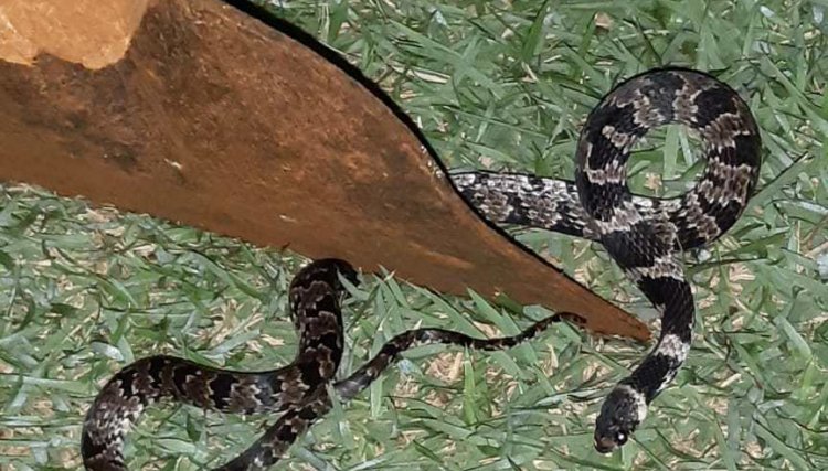 Cobra é capturada em quintal em Corbélia 