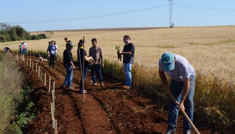 Rotary Club promove o plantio de árvores em Cafelândia