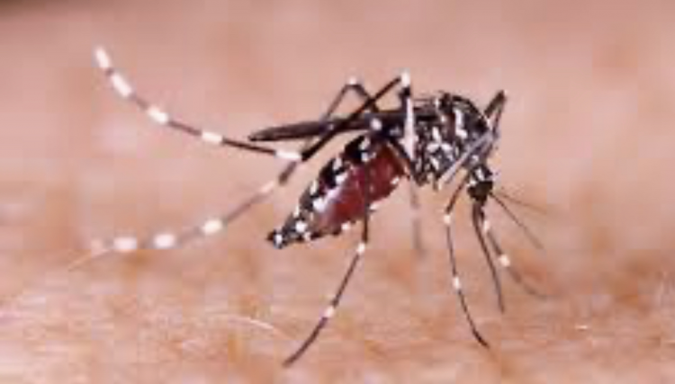 Cafelândia inicia mobilização contra a Dengue, veja a programação 
