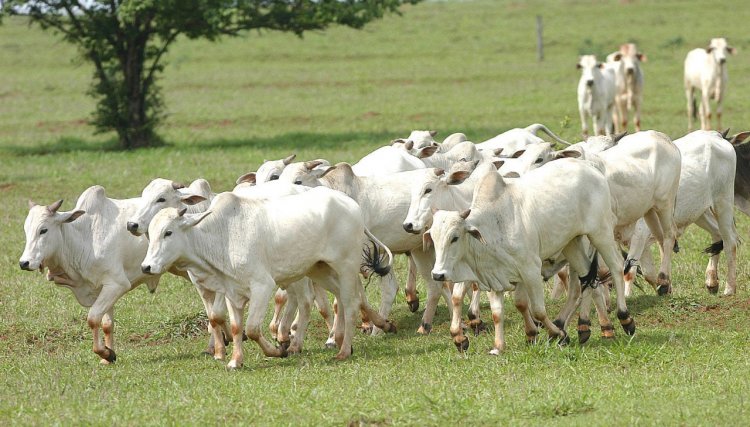 Cadastro de animais será atualizado em Cafelândia