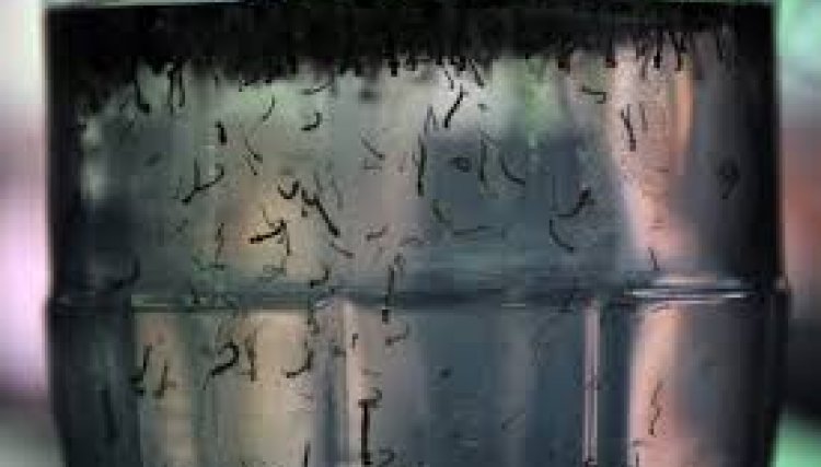 Dengue mata 8 pessoas em uma semana no Paraná