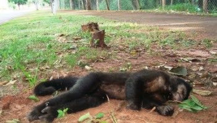 Paraná registra 74 mortes de macacos por febre amarela