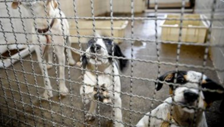 Bolsonaro sanciona lei que proíbe eutanásia de cães e gatos de rua