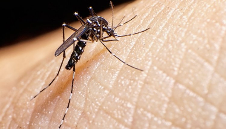 Homem morre em Nova Aurora por dengue