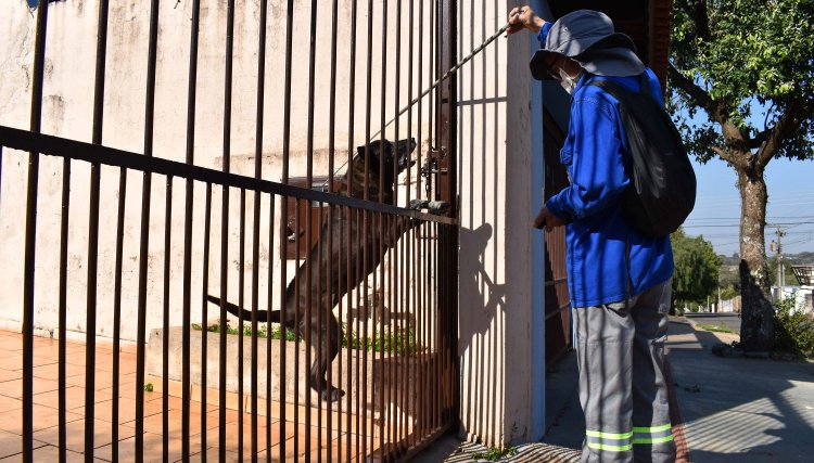 Copel alerta sobre cuidados com cães para evitar acidentes 