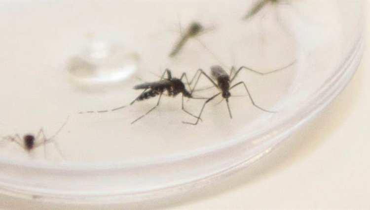 Paraná registra 57 mortes por Dengue