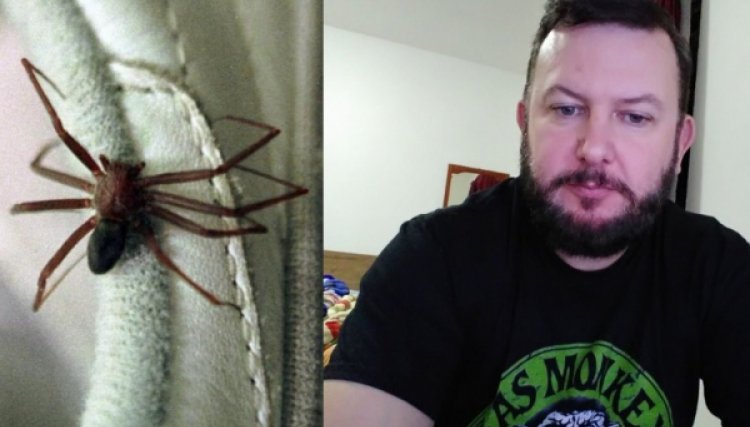 Homem morre após ser picado por aranha marron