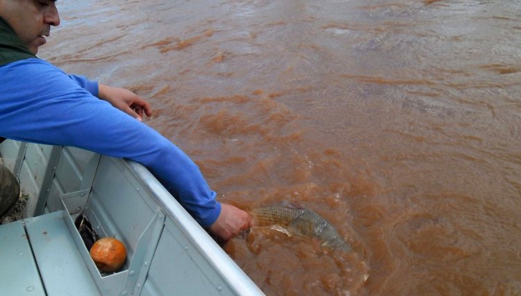 Apartir desse sábado será liberada pesca de especies nativas