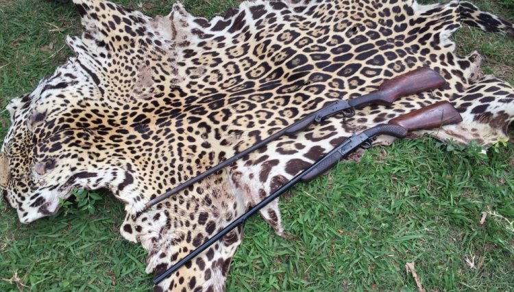 Polícia apreende couro de onça-pintada em Perobal