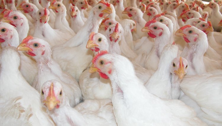 Copacol abre vagas para a recolha de aves