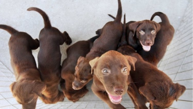 China vai proibir consumo de cães e gatos por todo o país