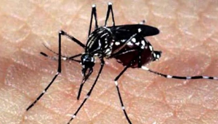 Dengue tem queda no número de notificações