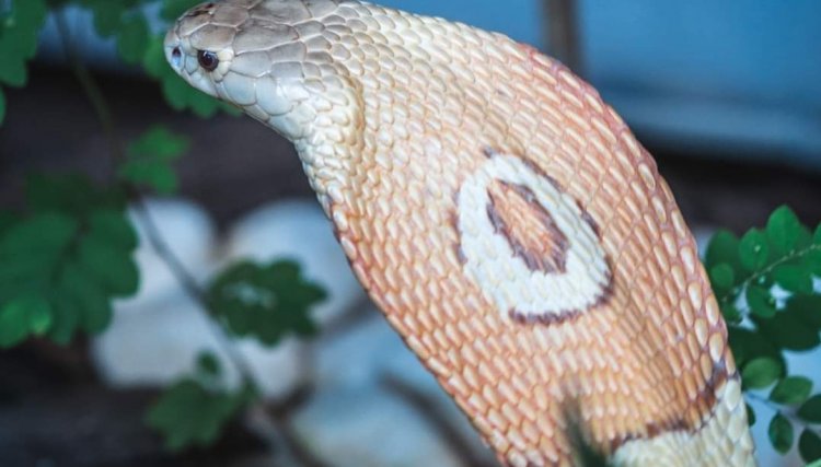 Zoológico faz ensaio fotográfico com cobra naja que picou estudante