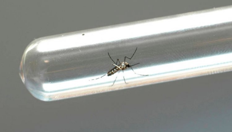 Ações de enfrentamento da dengue são intensificadas no PR