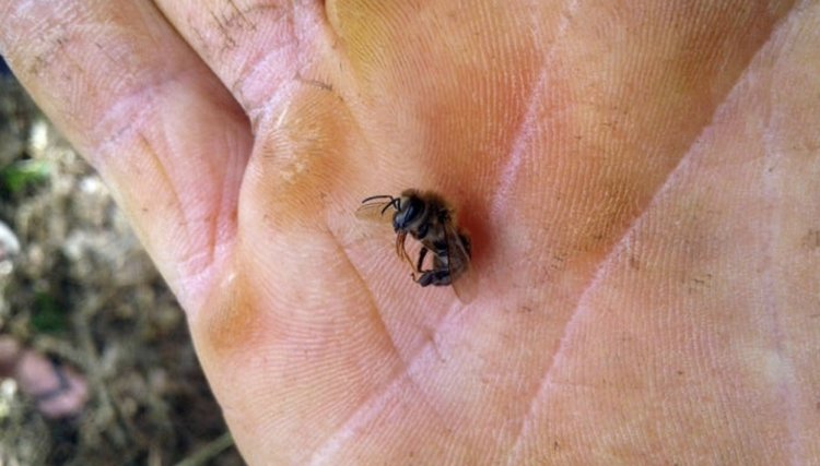 Agrotóxico dizima abelhas de 40 caixas em Turvo