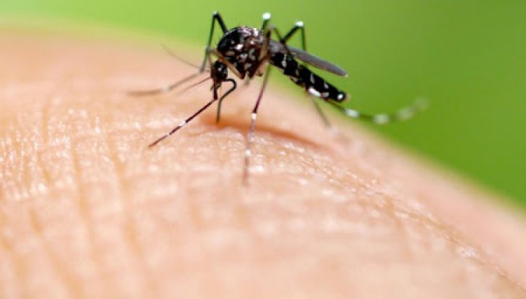 Paraná registra primeira morte pela dengue no ciclo 2020/2021
